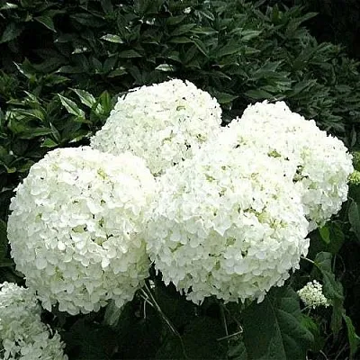 Гортензия АННАБЕЛЬ древовидная  Гортензия АННАБЕЛЬ древовидная в Симферополе