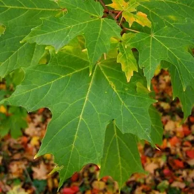 Клен сахарный  Клен сахарный в Симферополе