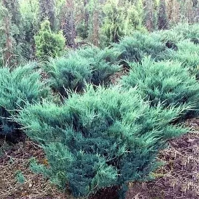 Можжевельник БЛЮ ДАНУБ казацкий  Можжевельник БЛЮ ДАНУБ казацкий в Симферополе