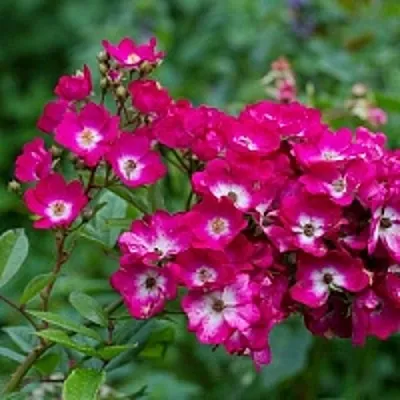 Саженцы роз МАРДЖОРИ ФЕЙР полиантовая  Саженцы роз МАРДЖОРИ ФЕЙР полиантовая в Симферополе