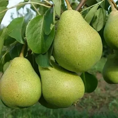 Груша СВЕРДЛОВЧАНКА в Симферополе