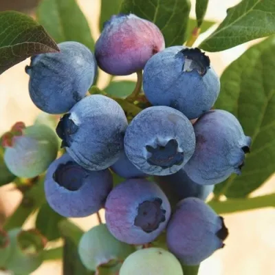 Голубика ОСОРНО — описание сорта Голубика ОСОРНО в Симферополе