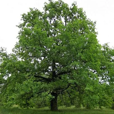 Дуб черешчатый   Дуб черешчатый  в Симферополе