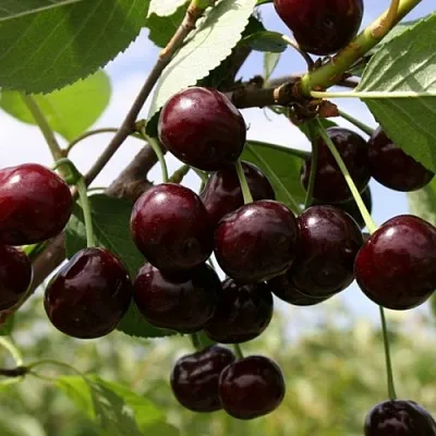 Вишня СВЕРДЛОВЧАНКА степная  Вишня СВЕРДЛОВЧАНКА степная в Симферополе