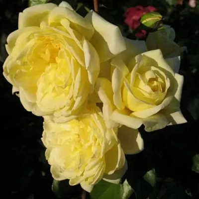 Саженцы роз КАЗИНО плетистая  Саженцы роз КАЗИНО плетистая в Симферополе