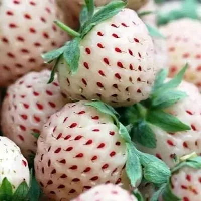 Клубника АНАНАСА ремонтантная в Симферополе