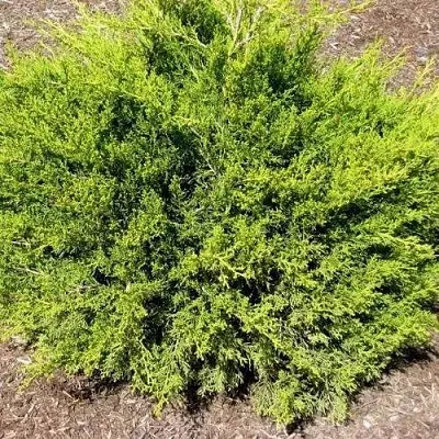 Можжевельник ИЗАБЕЛИН китайский  Можжевельник ИЗАБЕЛИН китайский в Симферополе