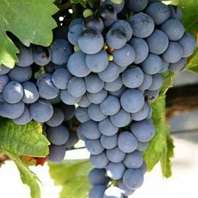 Виноград ЧЕСУРАН  Виноград ЧЕСУРАН в Симферополе