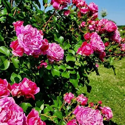 Саженцы роз ИНЕС САСТР плетистая  Саженцы роз ИНЕС САСТР плетистая в Симферополе