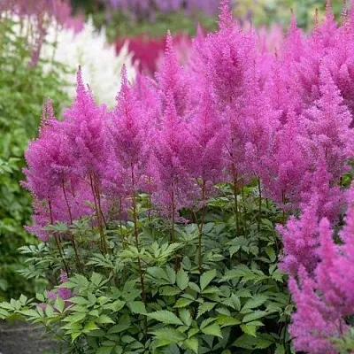 Астильба АМЕТИСТ Арендса  Астильба АМЕТИСТ Арендса в Симферополе