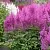 Астильба АМЕТИСТ Арендса в Симферополе