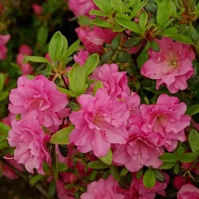 Азалия РОЗИНЕТТА японская  Азалия РОЗИНЕТТА японская в Симферополе