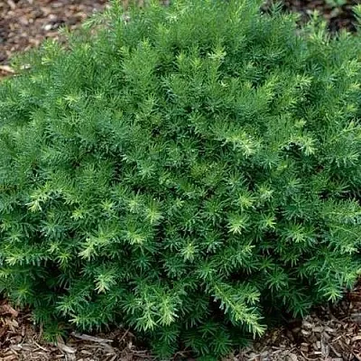 Тис ХИКСИ средний  Тис ХИКСИ средний в Симферополе