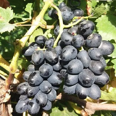 Виноград КИШМИШ АТТИКА  Виноград КИШМИШ АТТИКА в Симферополе