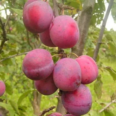 Слива ЭДИНБУРГСКАЯ  Слива ЭДИНБУРГСКАЯ в Симферополе