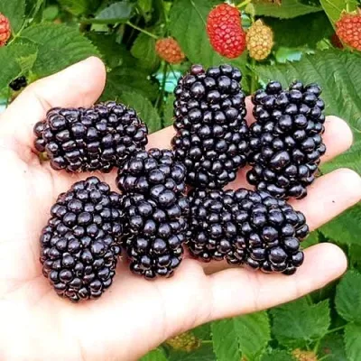 Ежевика ОУАЧИТА бесшипная — описание сорта Ежевика ОУАЧИТА бесшипная в Симферополе