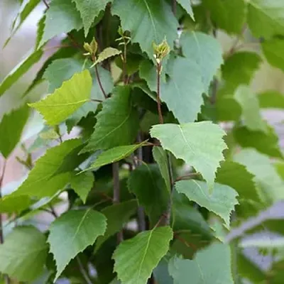 Береза ФАСТИГИАТА повислая   Береза ФАСТИГИАТА повислая  в Симферополе