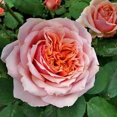 Саженцы роз ПОЛЬ БОКЮЗ шраб  Саженцы роз ПОЛЬ БОКЮЗ шраб в Симферополе