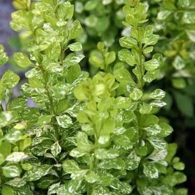 Барбарис ПАУ ВАУ тунберга  Барбарис ПАУ ВАУ тунберга в Симферополе