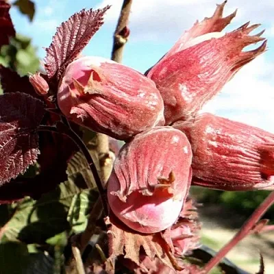 Фундук АЛЫЙ ПАРУС  Фундук АЛЫЙ ПАРУС в Симферополе