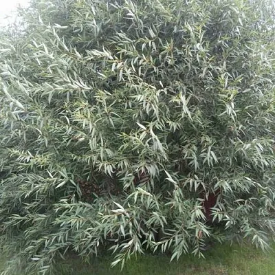 Ива СЕРЕБРИСТАЯ  Ива СЕРЕБРИСТАЯ в Симферополе