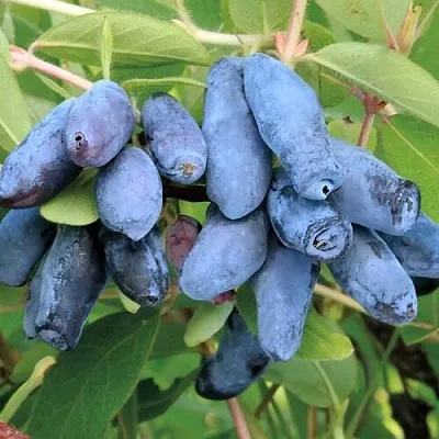 Жимолость съедобная ПАВЛОВСКАЯ  Жимолость съедобная ПАВЛОВСКАЯ в Симферополе