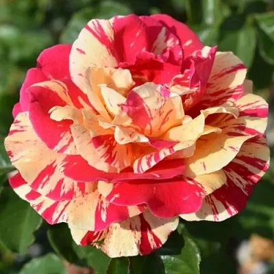 Саженцы роз ВАНИЛЛА ФРАЙЗ плетистая  Саженцы роз ВАНИЛЛА ФРАЙЗ плетистая в Симферополе