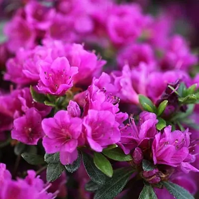 Азалия ХИРОКА японская  Азалия ХИРОКА японская в Симферополе