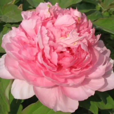 Пион ИМПЕРАТОРСКАЯ НАЛОЖНИЦА древовидный в Симферополе