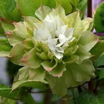 Клематис СЕН-НО-КЕЙЗ  Клематис СЕН-НО-КЕЙЗ в Симферополе