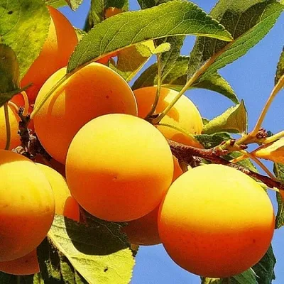 Желтая   Желтая  в Симферополе