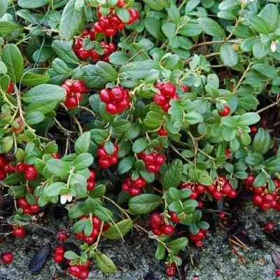 Брусника ЭРТЕЗЕГЕН  Брусника ЭРТЕЗЕГЕН в Симферополе