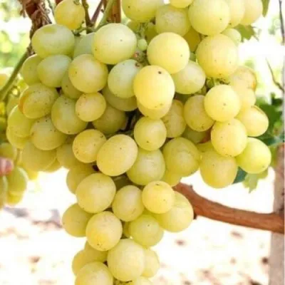 Виноград ТАЛИСМАН в Симферополе