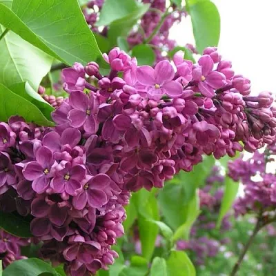 Сирень ДЕНЬ ПОБЕДЫ  Сирень ДЕНЬ ПОБЕДЫ в Симферополе