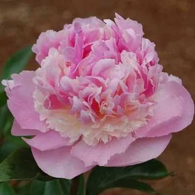 Пион ЭНДЖЕЛ ЧИКС травянистый  Пион ЭНДЖЕЛ ЧИКС травянистый в Симферополе