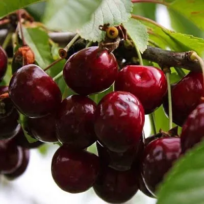 Вишня НОВОДВОРСКАЯ  Вишня НОВОДВОРСКАЯ в Симферополе