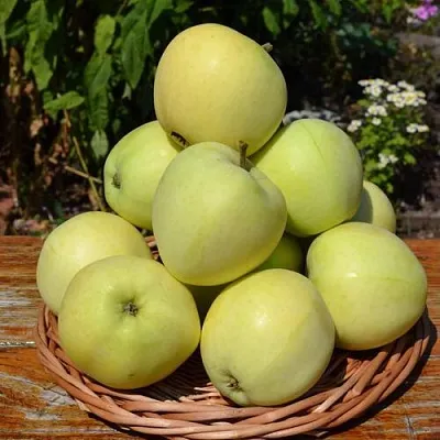 Яблоня ПАПИРОВКА в Симферополе