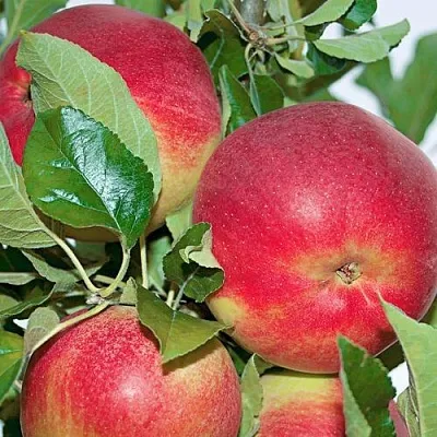 Яблоня СЕНАТОР колонновидная  Яблоня СЕНАТОР колонновидная в Симферополе