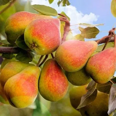 Груша ЗАБАВА  Груша ЗАБАВА в Симферополе