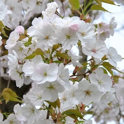 Сакура САНСЕТ БУЛЕВАРД  Сакура САНСЕТ БУЛЕВАРД в Симферополе