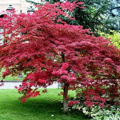 Клен пальмолистный  Клен пальмолистный в Симферополе