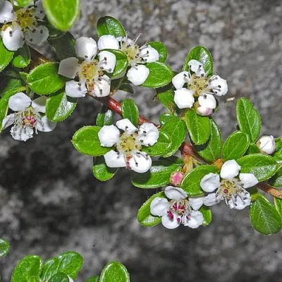 Кизильник ТАНГСТЕДТ горизонтальный   Кизильник ТАНГСТЕДТ горизонтальный  в Симферополе