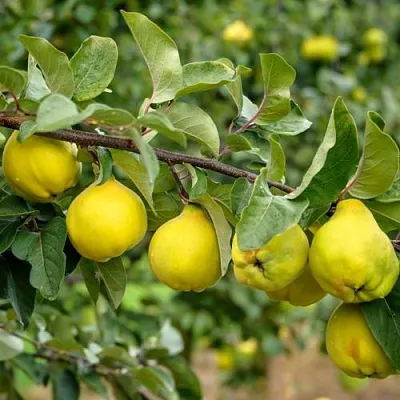 Айва ТРИУМФ в Симферополе