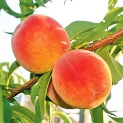 Персик ОНТАРИО — описание сорта Персик ОНТАРИО в Симферополе