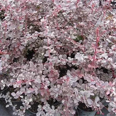 Барбарис СИЛЬВЕР МИЛЕС оттавский   Барбарис СИЛЬВЕР МИЛЕС оттавский  в Симферополе