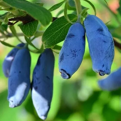 Жимолость съедобная ТРУЖЕНИЦА  Жимолость съедобная ТРУЖЕНИЦА в Симферополе