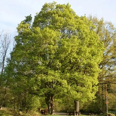 Клен полевой  Клен полевой в Симферополе