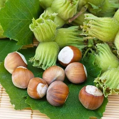 Фундук КРЕПКИЙ ОРЕШЕК  Фундук КРЕПКИЙ ОРЕШЕК в Симферополе