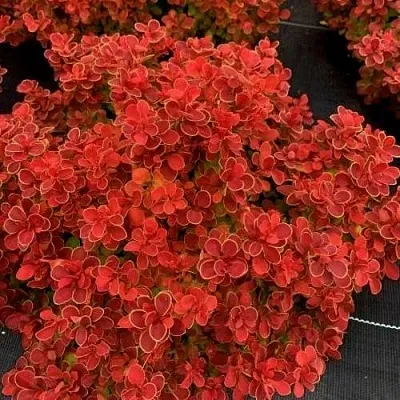 Барбарис РЕД ХОТ ЧИЛИ тунберга  Барбарис РЕД ХОТ ЧИЛИ тунберга в Симферополе