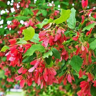 Клен татарский  Клен татарский в Симферополе